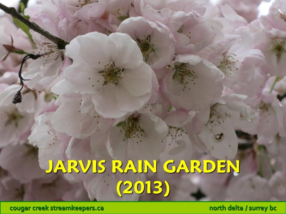 Jarvis Rain Garden