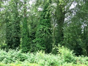 Ivy choking trees in Cory Drive Park