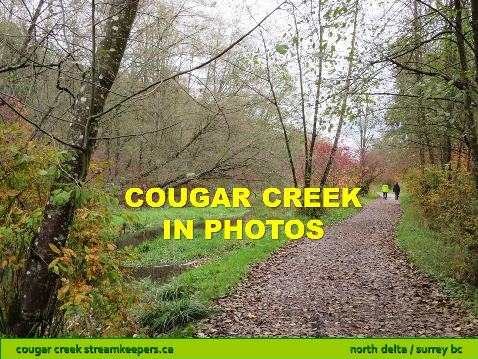 Cougar Creek in photos