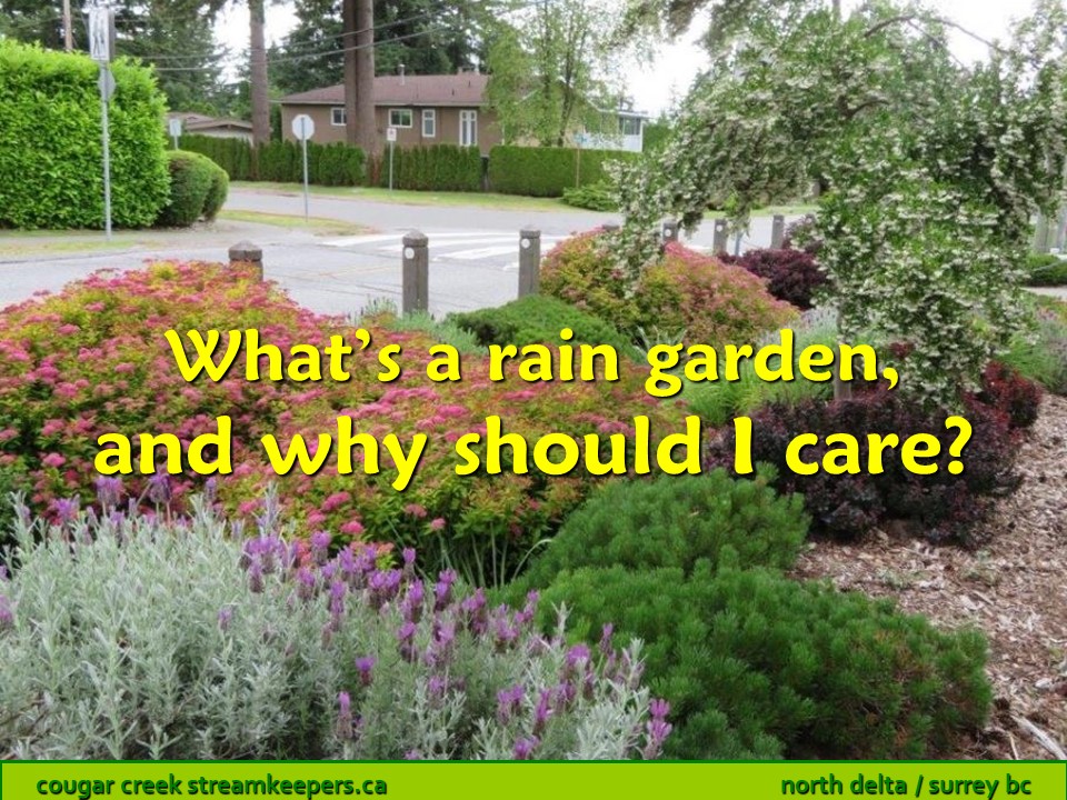 Why rain gardens? – Cougar Creek Streamkeepers