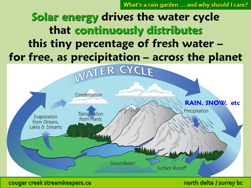 Why rain gardens? – Cougar Creek Streamkeepers