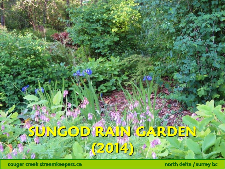 Sungod Rain Garden